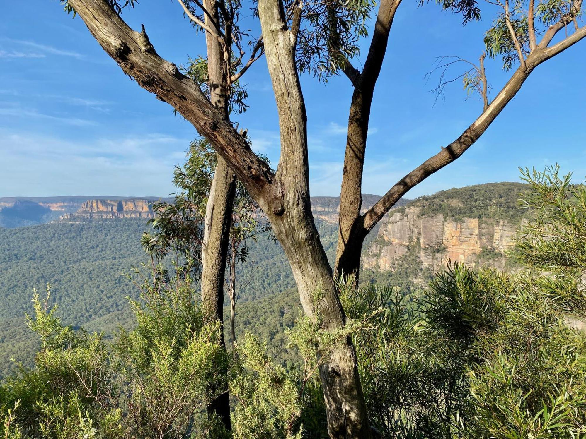 Selby * Katoomba